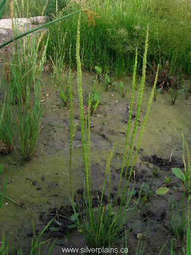 seaside arrow-grass - Triglochin maritima L. 08AU16