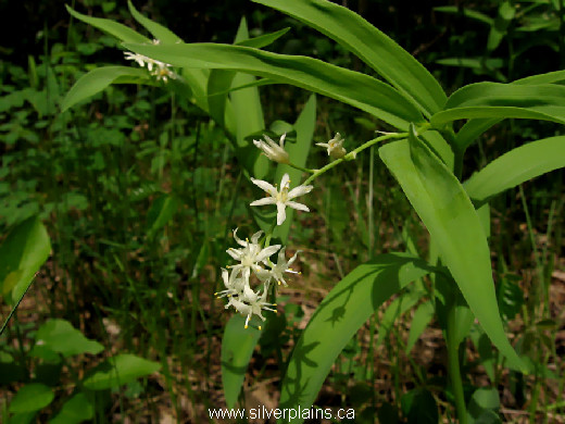 two leaved Solomon's seal, Maianthemum canadense 12MA24-2