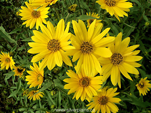 narrowleaf sunflower - Helianthus maximiliani
