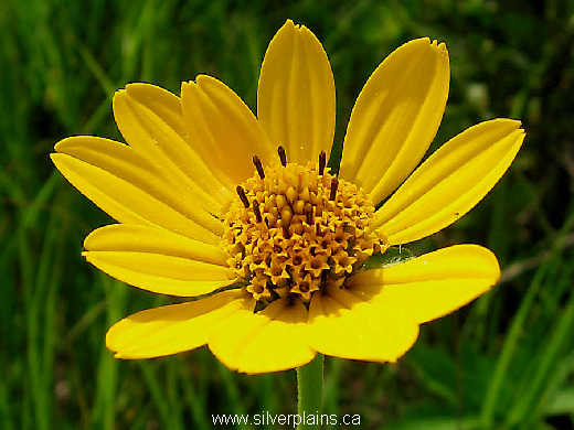 oxeye sunflower - Heliopsis helianthoides 07JL22