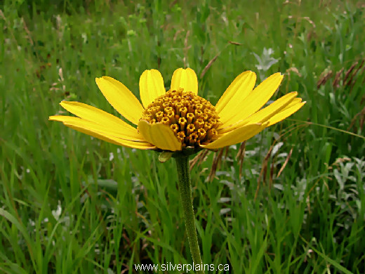 oxeye sunflower - Heliopsis helianthoides 09JL23