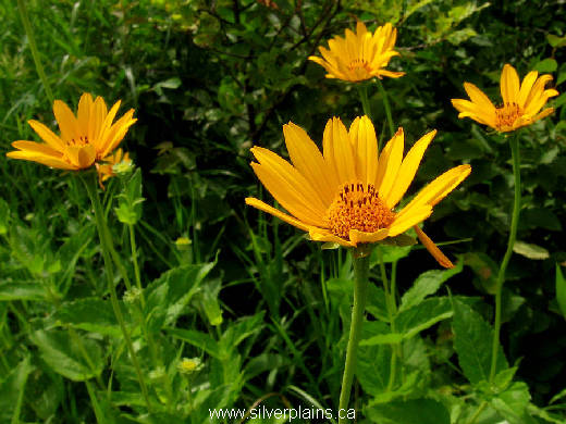 oxeye sunflower - Heliopsis helianthoides 11JL15