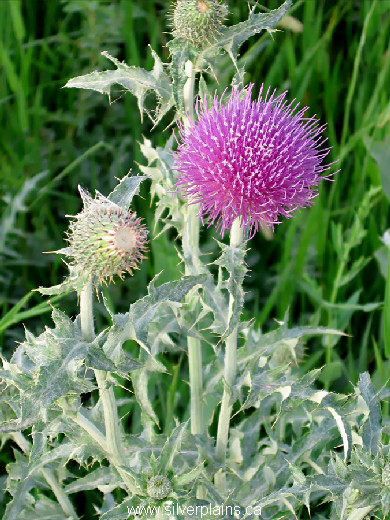 Flodman's thistle - Cirsium Flodmanii 07JL08-1