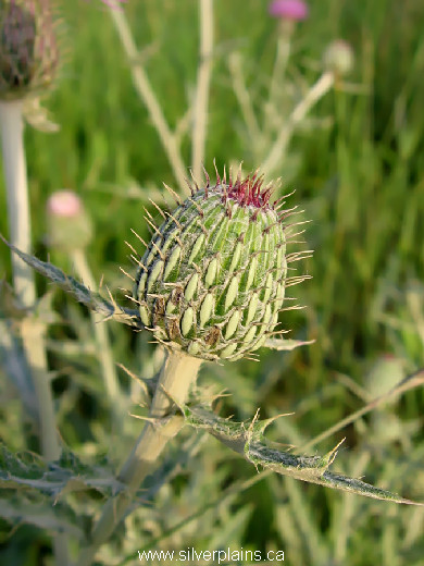 Flodman's thistle - Cirsium Flodmanii 07JL08-2