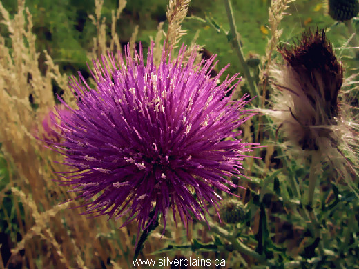 Flodman's thistle - Cirsium Flodmanii 09AU13