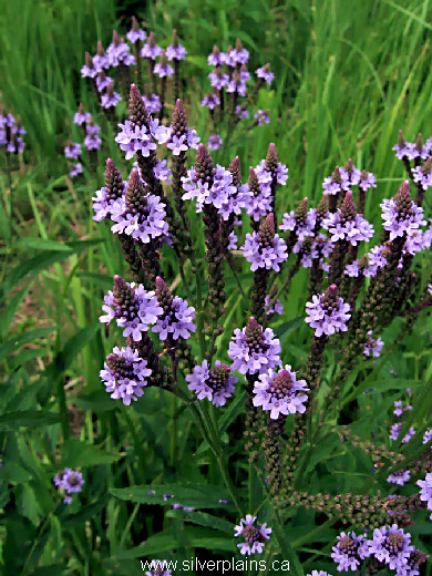 blue vervain - Verbena hastata 11JL18-2