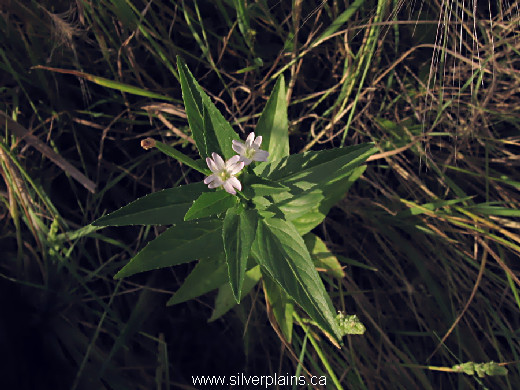 fringed willowherb ~ Epilobium ciliatum Raf. 09AU13