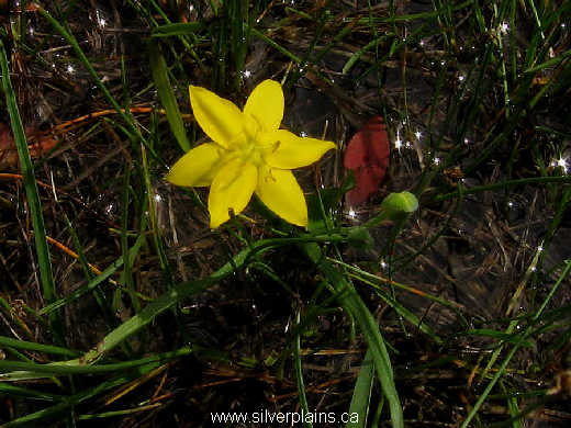 yellow star grass ~ Hypoxis hirsuta 10MA29