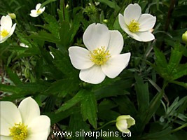 Canada anemone