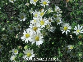 many-flowered aster