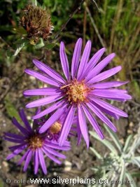 western silvery aster