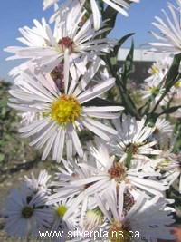 white panicle aster