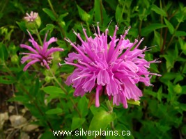 wild bergamot