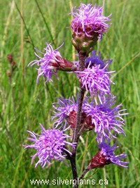 meadow blazingstar