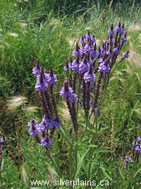 blue vervain