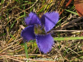 fringed gentian