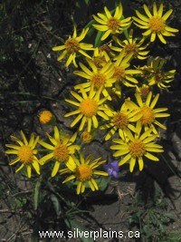 entire-leaved groundsel