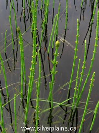 water horsetail
