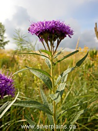 ironweed