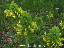 Canadian lousewort
