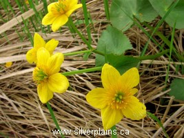 marsh marigold