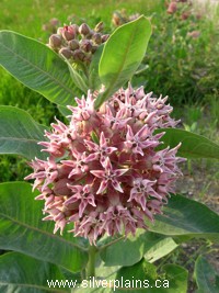 showy milkweed