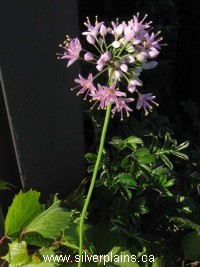 autumn onion