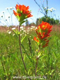 scarlet paintbrush