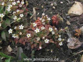 pygmyflower