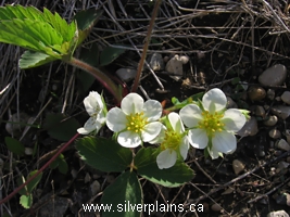 wild strawberry