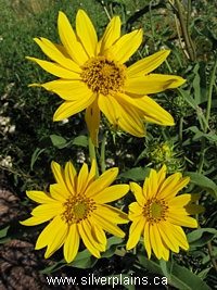 narrowleaf sunflower