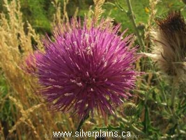 blue grama grass