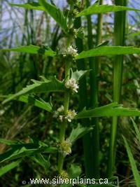 blue grama grass