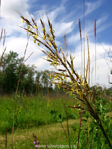 Indian grass, Sorghastrum nutans 12AU07