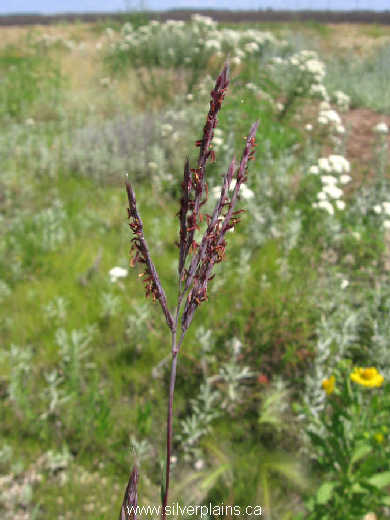 big bluestem - Andropogon gerardii 10JL12-01