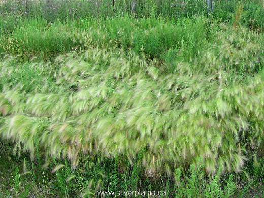 foxtail barley 07JL04-02