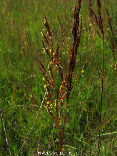 Indian grass, Sorghastrum nutans 11AU13-02