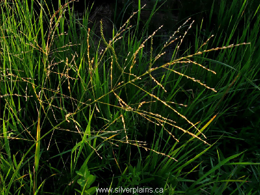 tall mannagrass, Glyceria grandis 11AU08-01