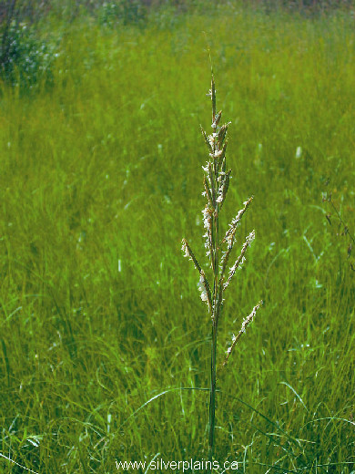 prairie cordgrass Spartina pectinata 06JL23-01