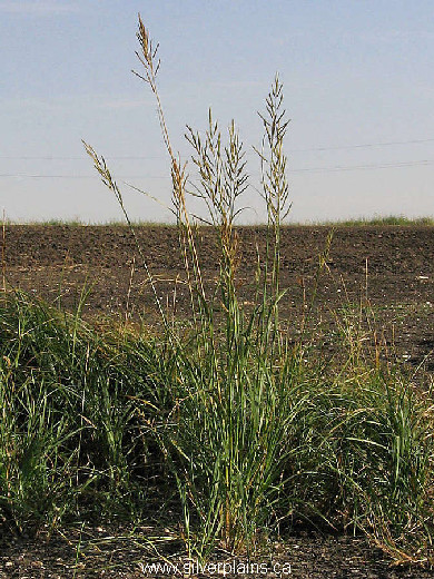 prairie cordgrass Spartina pectinata 07SE19-01