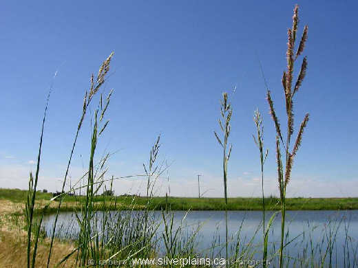 prairie cordgrass Spartina pectinata 12JL12-01