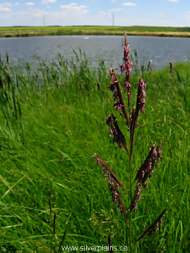 prairie cordgrass Spartina pectinata 12JL12-2