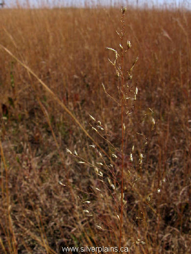 prairie dropseed Sporobolus heterolepis 11SE27-01