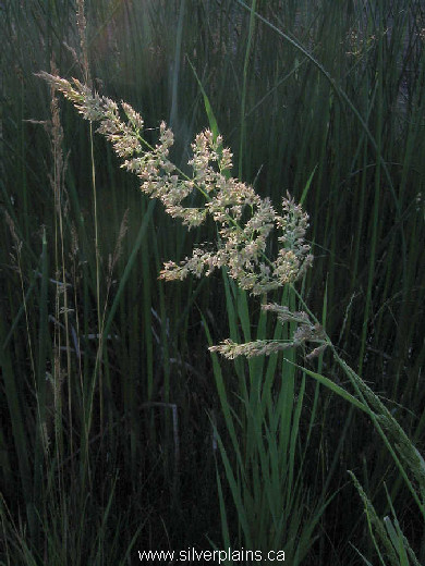 northern reedgrass - Calamagrostis stricta inex.