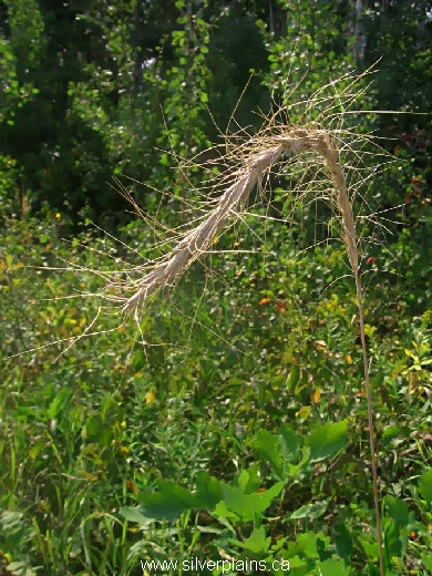 Canada wild rye - Panicum capillaire L. 12SE03