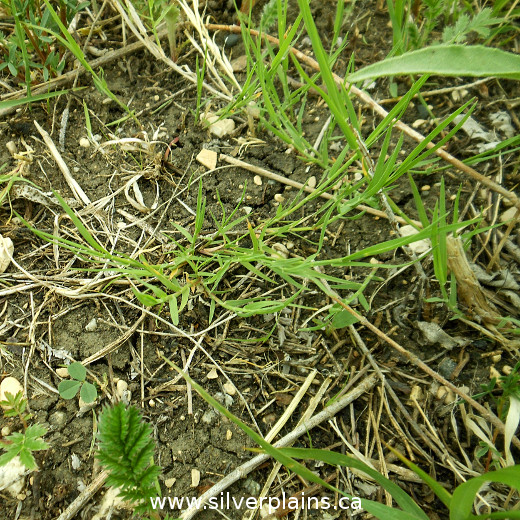 scratch grass - Muhlenbergia asperifolia