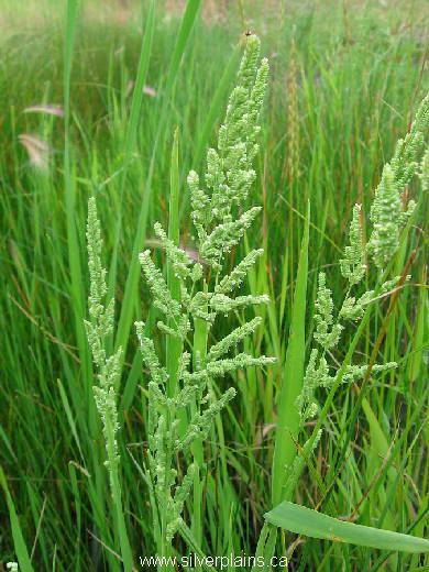 sloughgrass - Beckmannia syzigachne