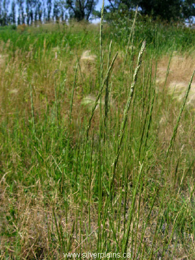 wheatgrass slender - Elymus trachycaulus