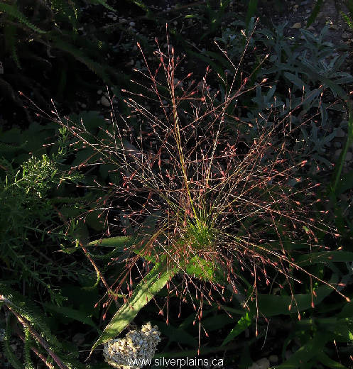 witchgrass - Panicum capillaire L. 07AU02-01