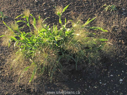 witchgrass - Panicum capillaire L. 07AU02-06
